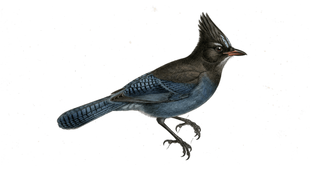 A hand-coloured natural history plate of a steller's jay.