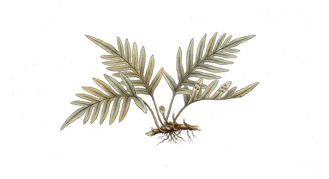 A hand-coloured natural history plate of a licorice fern.