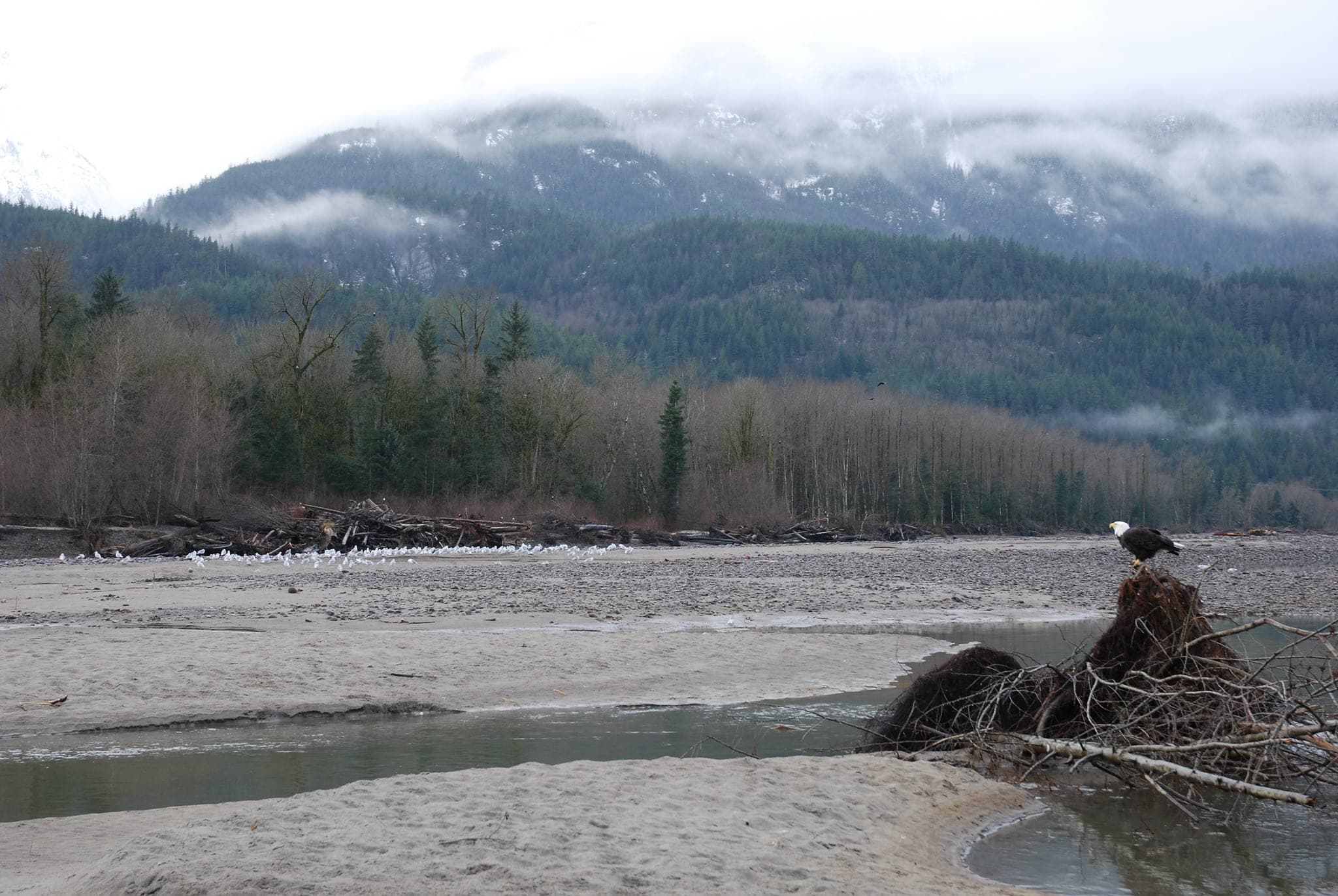 A bald eagle perches on a root wad on the Squamish River gravel bars at Brackendale below misty, snow-dusted mountains.