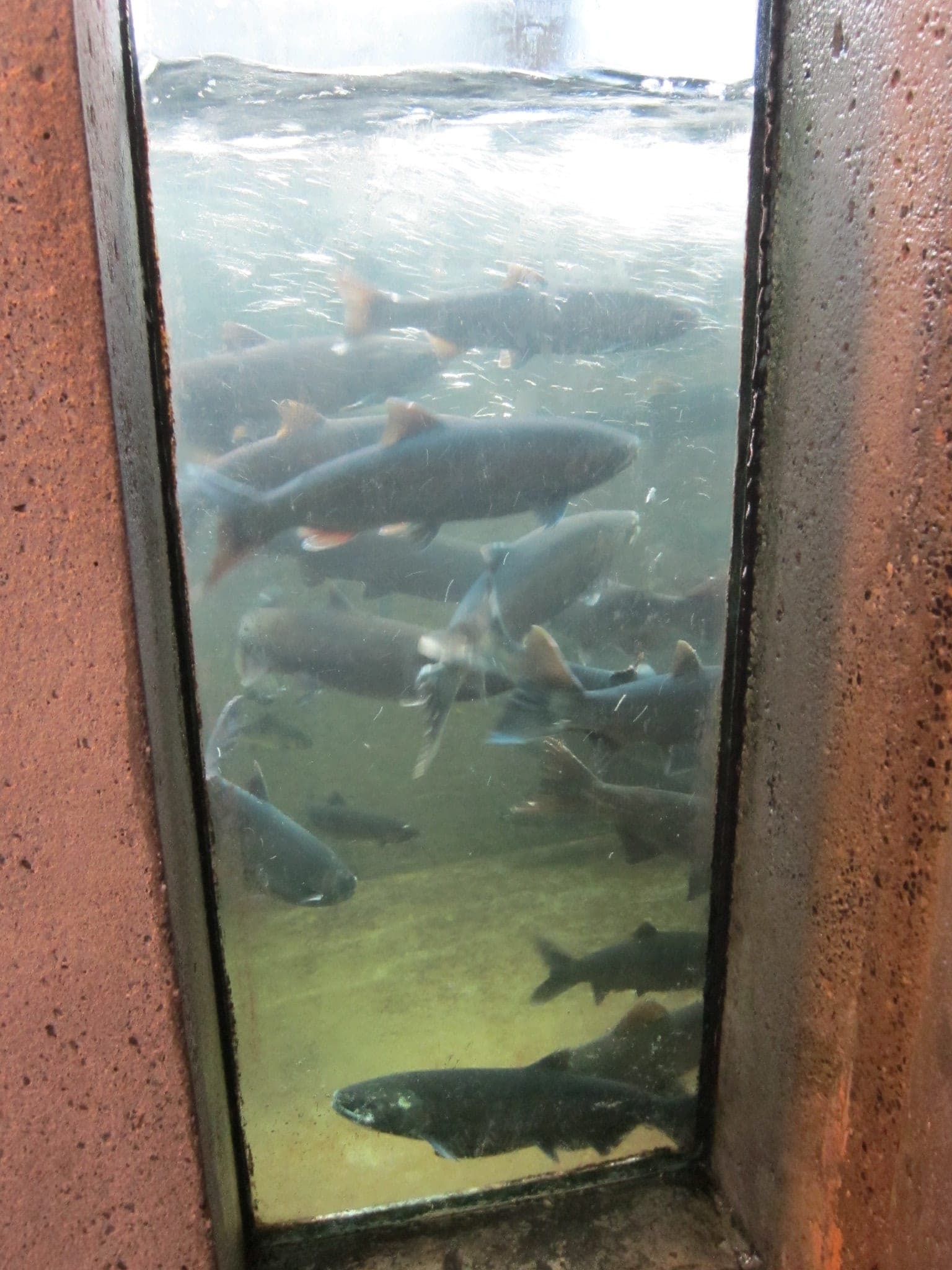 Salmon swim up the fish ladder behind the viewing window at the Capilano River Hatchery.