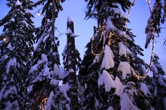 Christmas lights loop through snow-loaded firs on top of Grouse Mountain at dusk on Christmas Day.