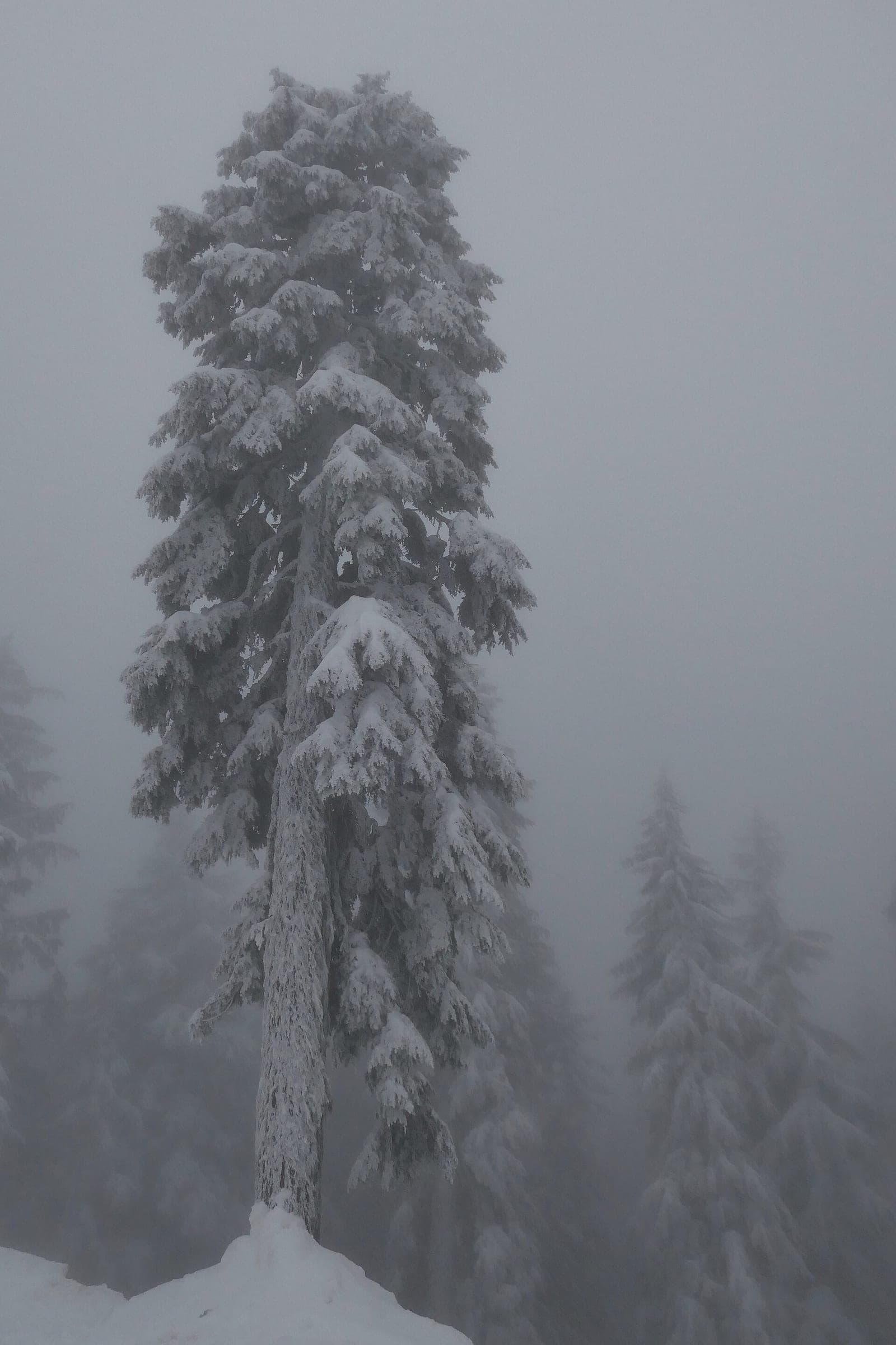 A snow-plastered fir stands in fog near the Dog Mountain trailhead at Mount Seymour in January.