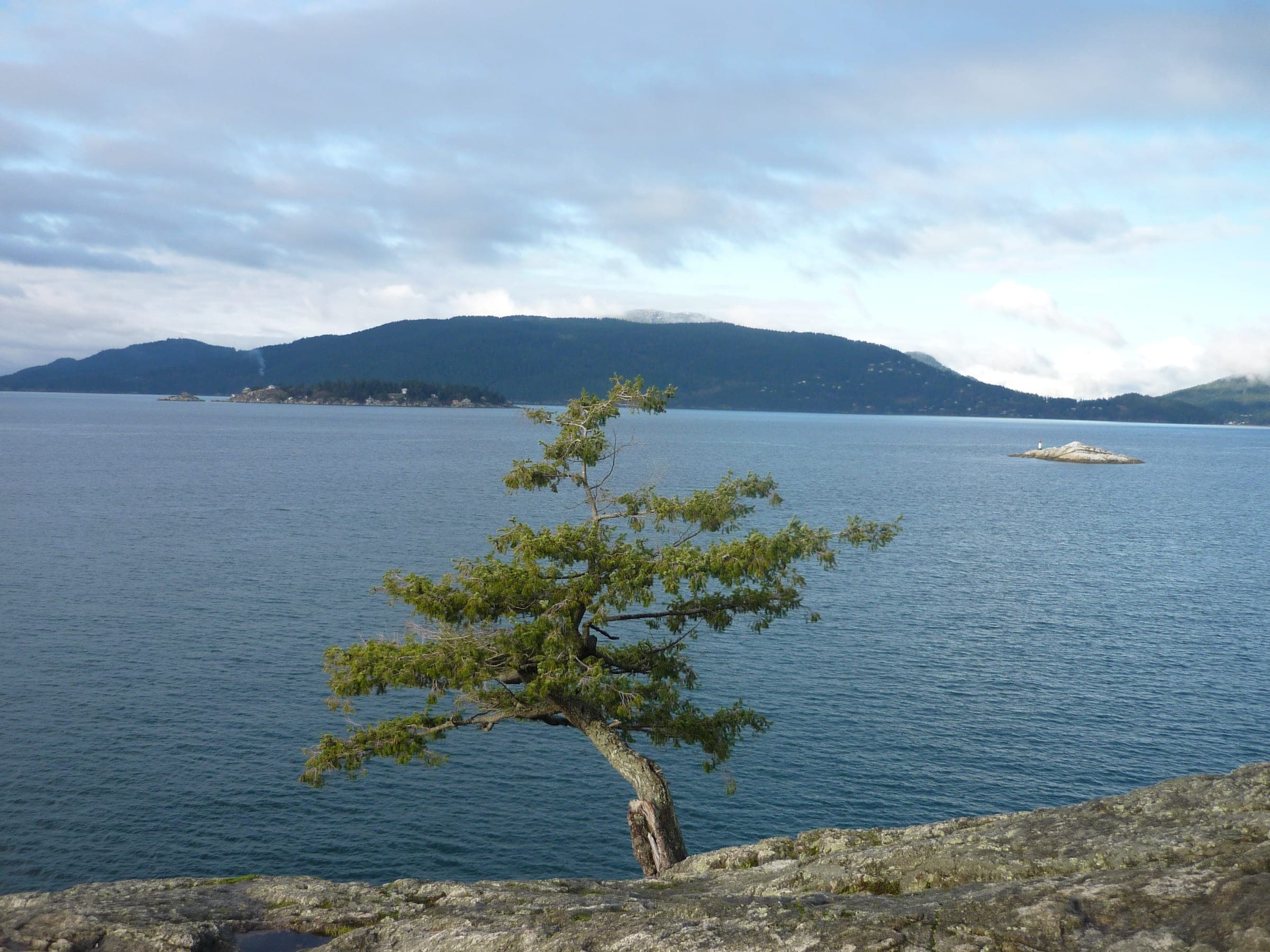 A lone shore pine leans over Howe Sound from the granite at Lighthouse Park on a December day.
