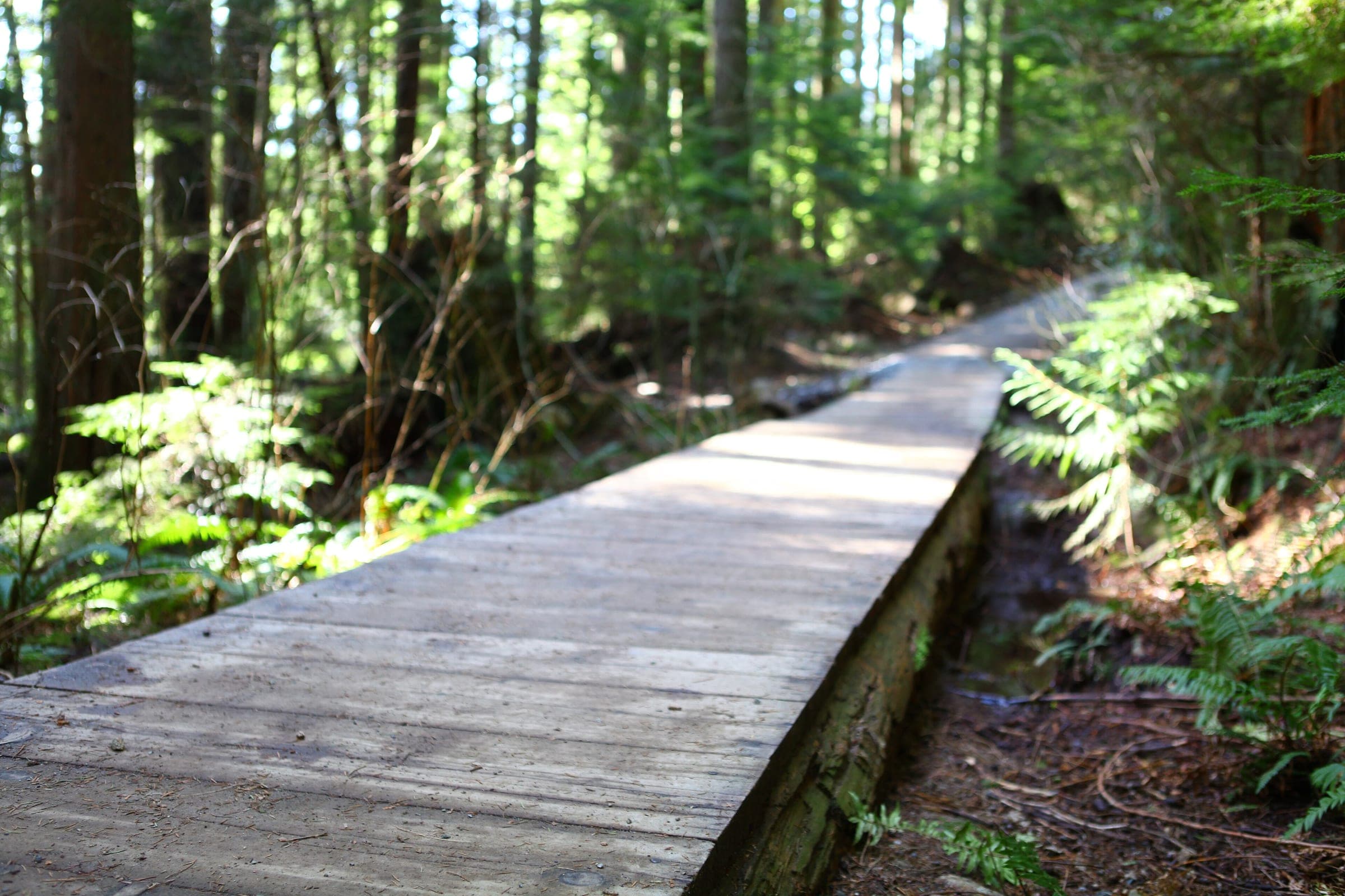 A sunlit plank boardwalk carries the Lynn Loop through ferns and forest in Lynn Headwaters Regional Park.