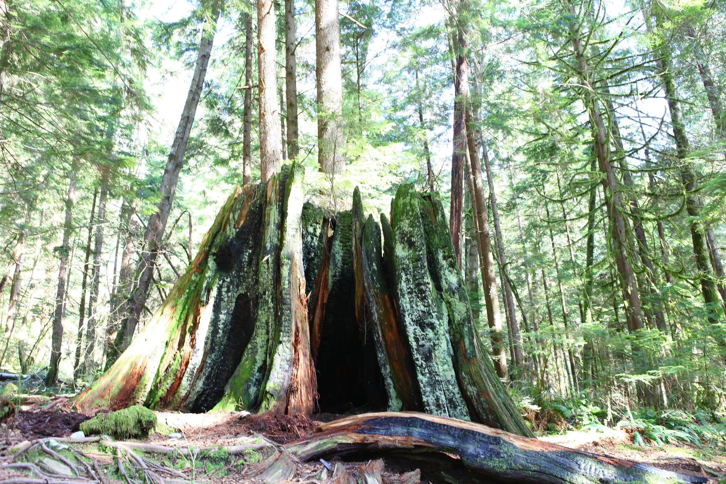 A hollow old-growth cedar stump stands among second-growth trees on the Lynn Loop at Lynn Headwaters.