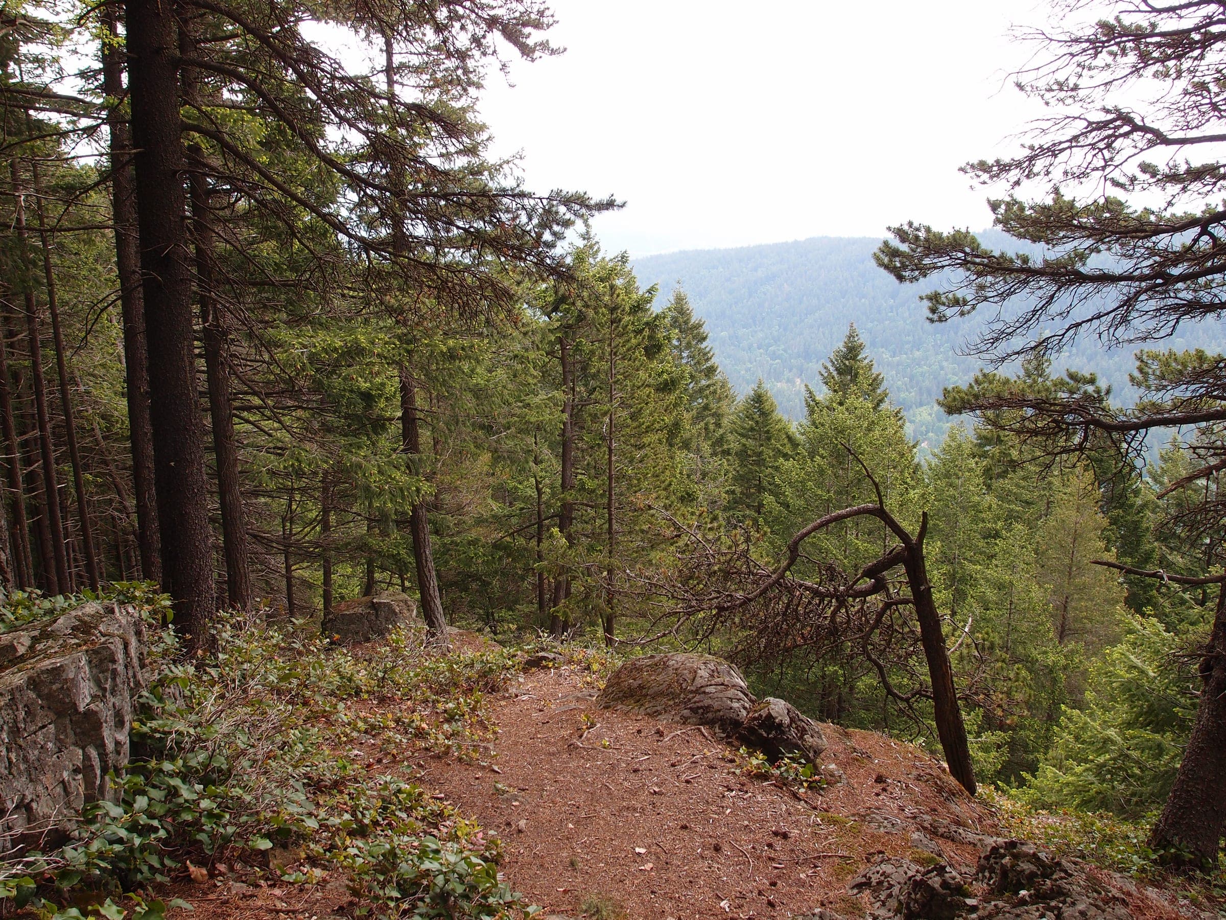 The Mount Gardner trail runs along a dry ridge through open conifer forest on Bowen Island.