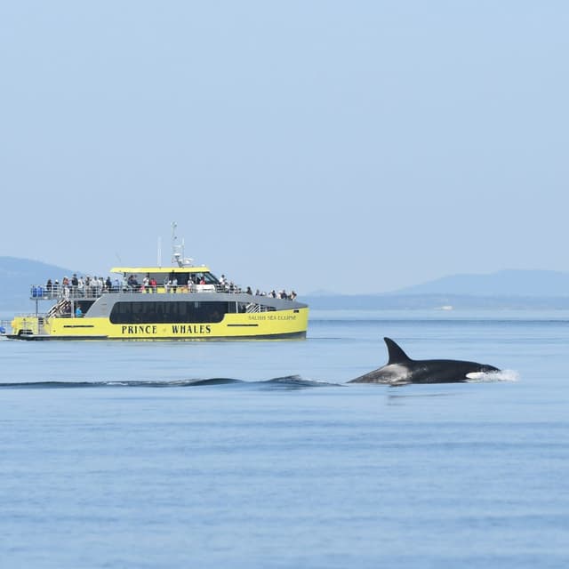 A Prince of Whales vessel on calm water with an orca surfacing nearby.