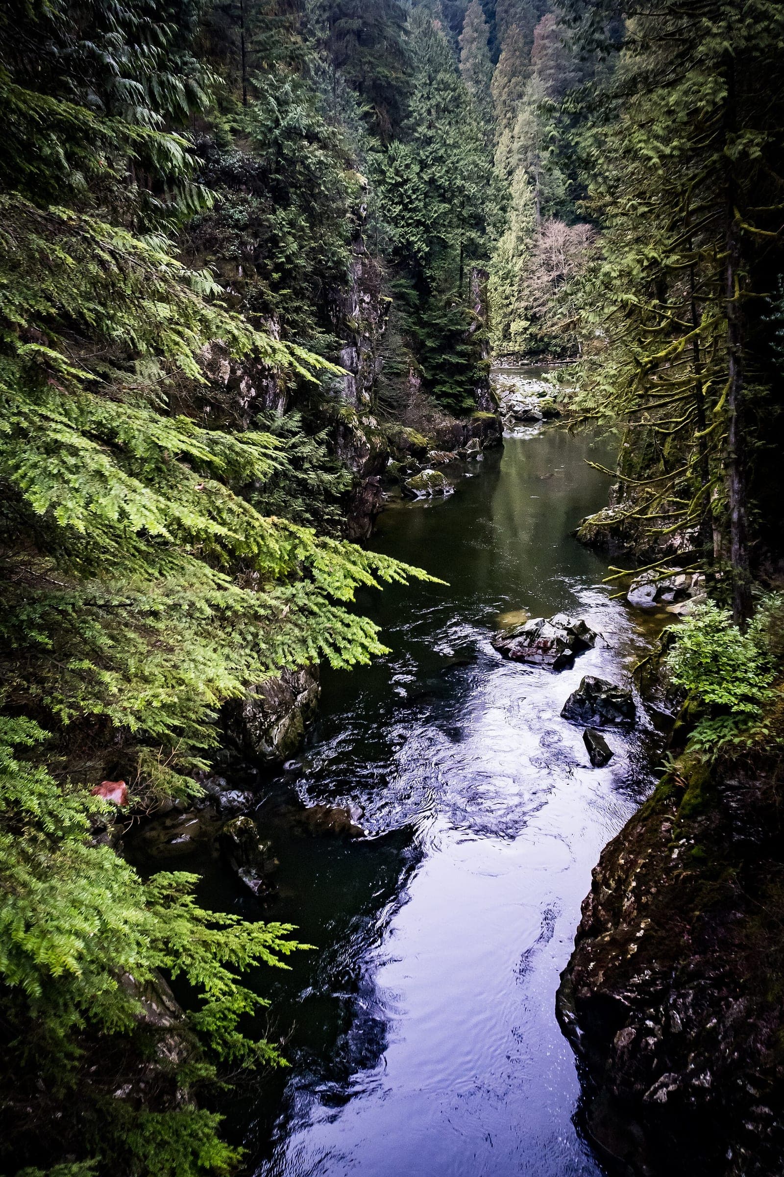 The Capilano River runs dark and clear between mossy cliffs and ferns in Capilano Canyon.