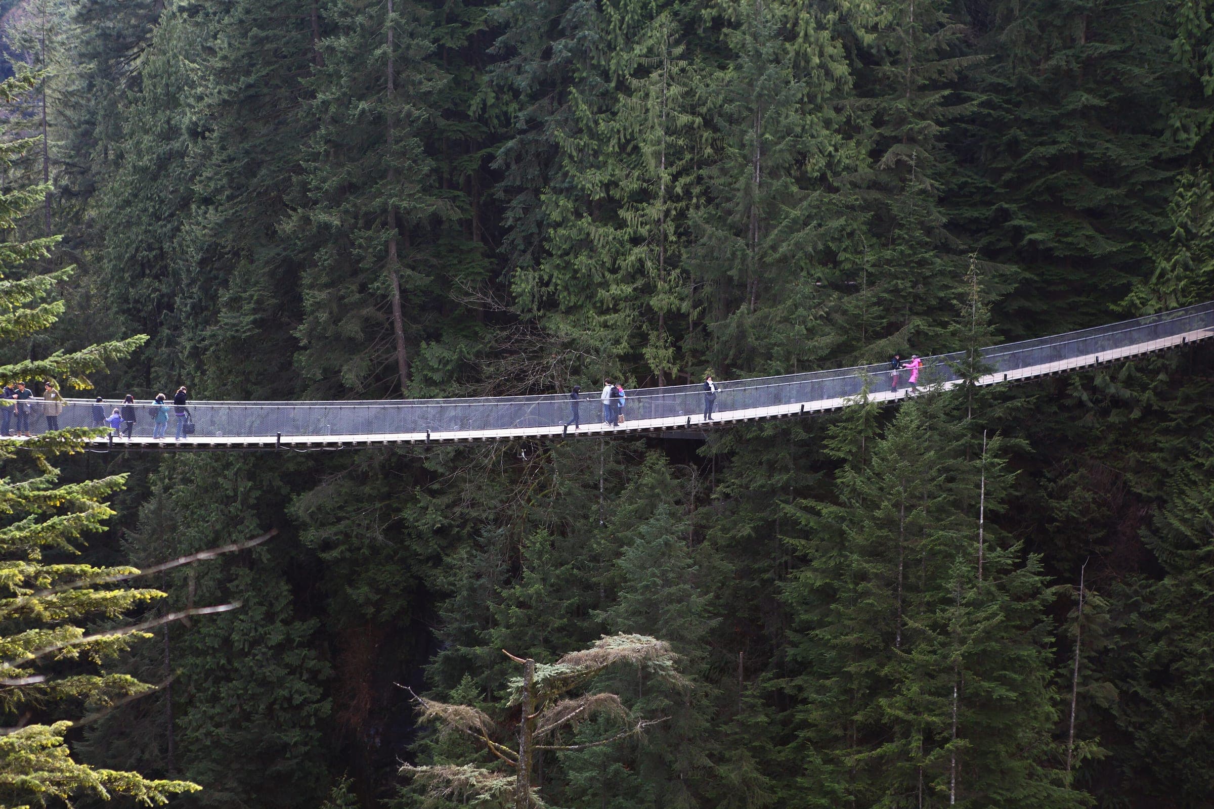 Visitors cross the Capilano Suspension Bridge high above the canyon through tall winter evergreens.