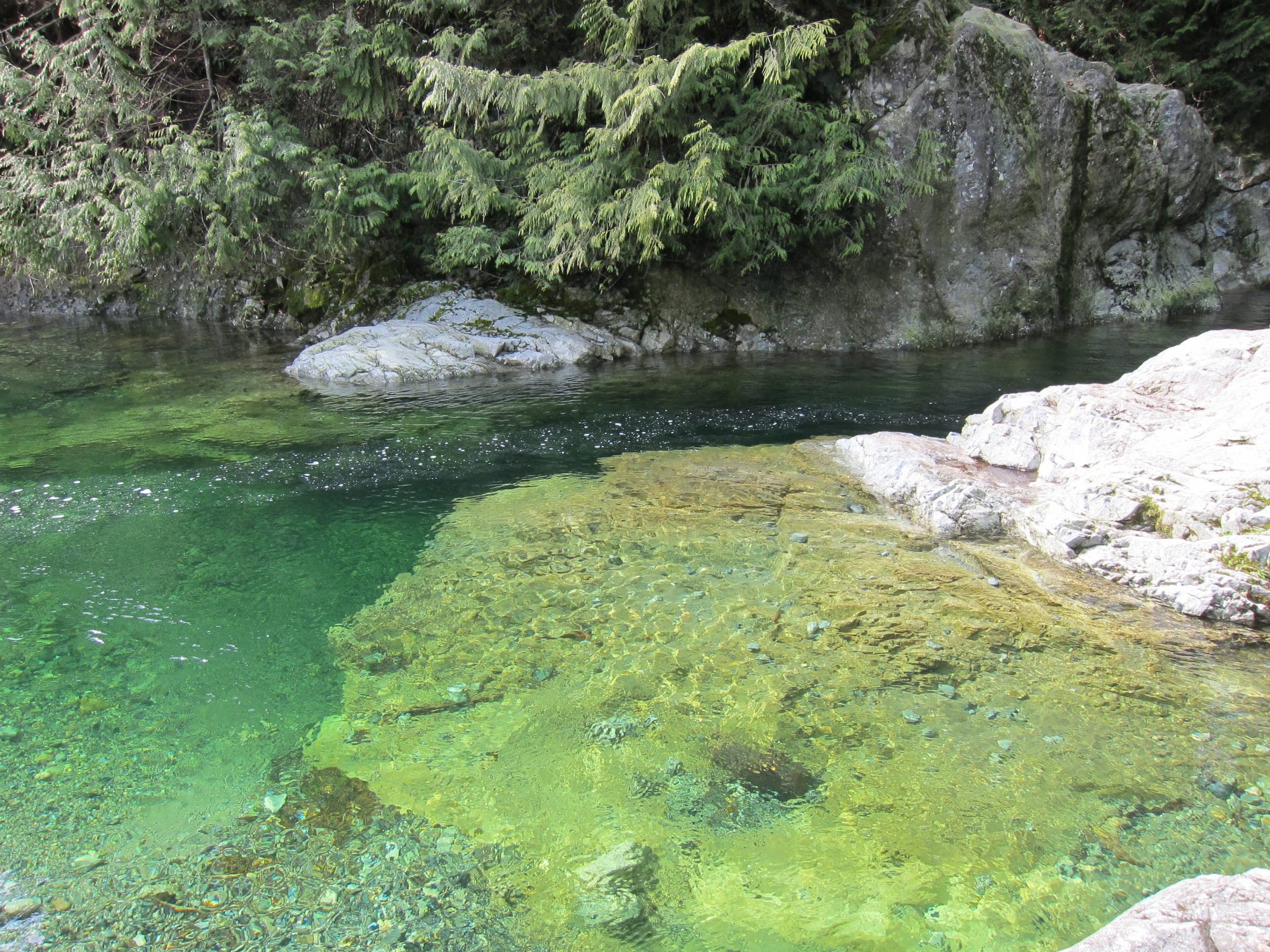 Clear green water fills a rocky pool on Lynn Creek below the cedars of Lynn Canyon Park.