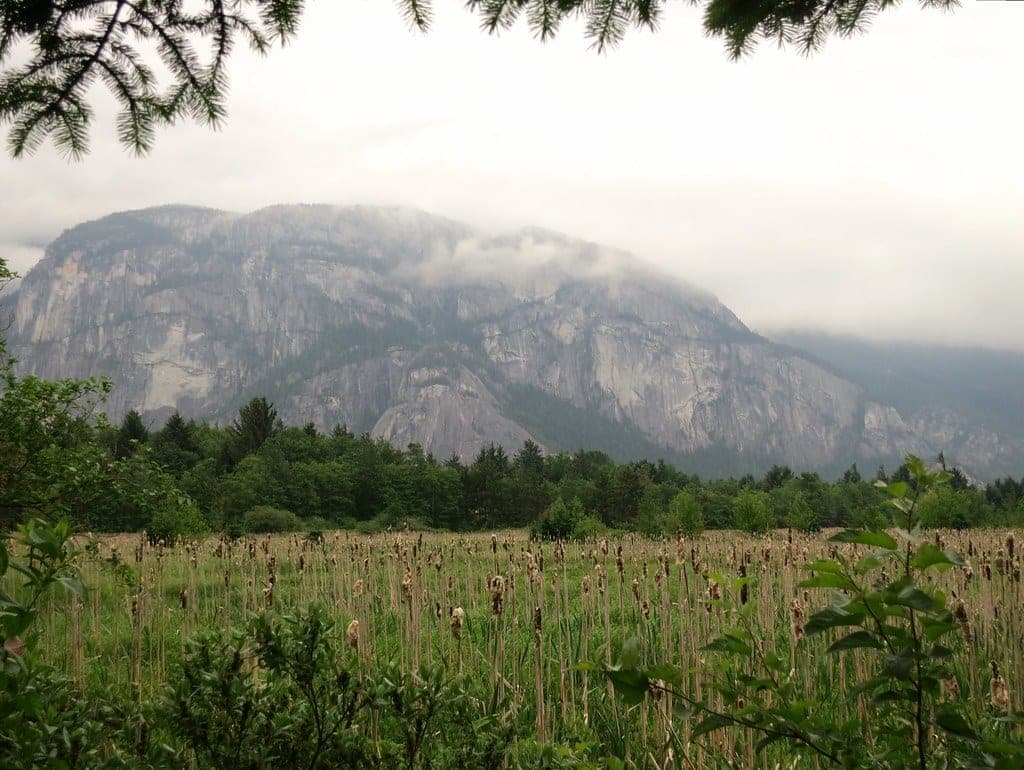 Low cloud drifts across the Stawamus Chief above the cattails of the Squamish estuary.