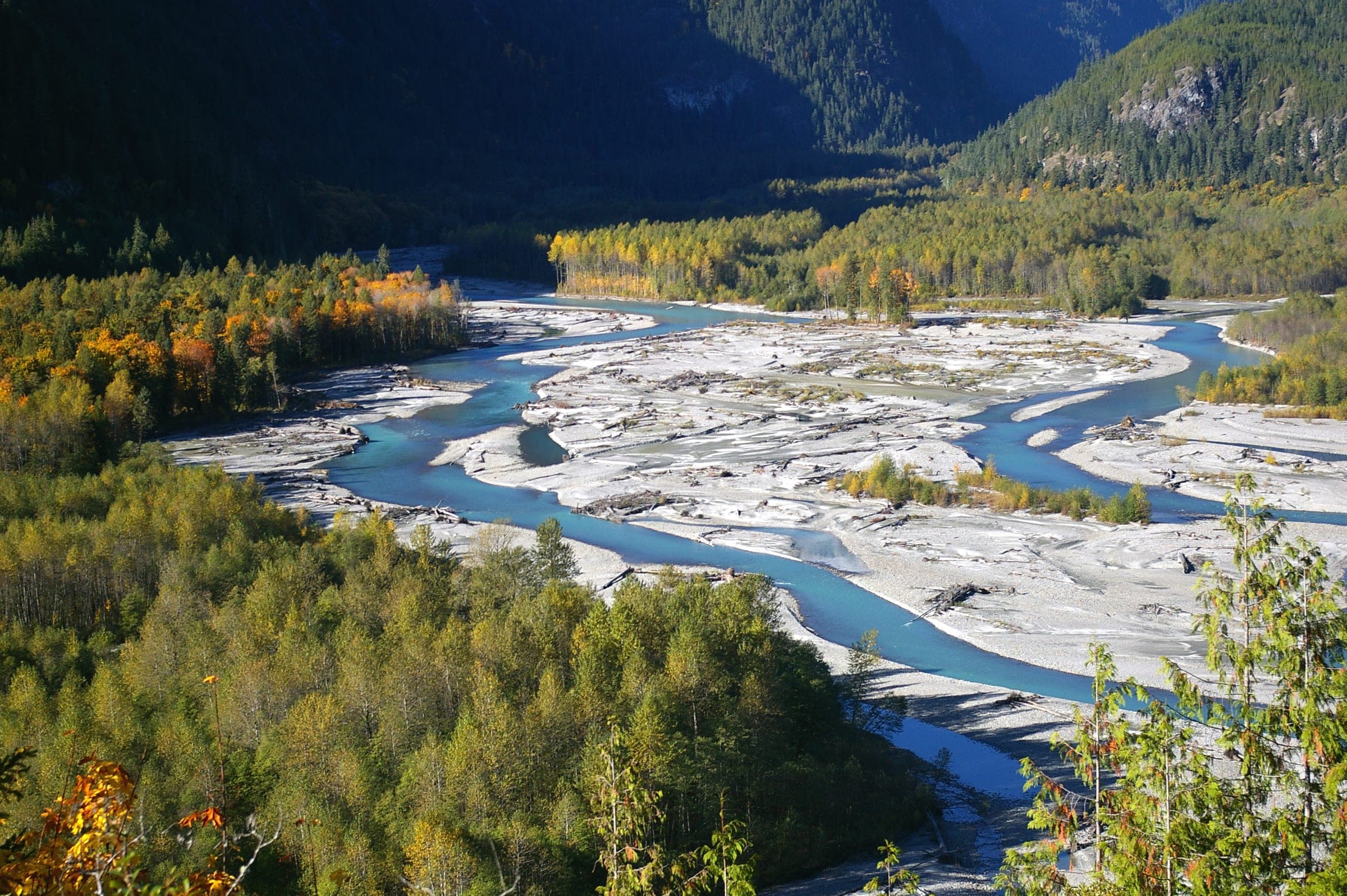 The Squamish River braids across pale gravel bars between autumn cottonwoods north of town.