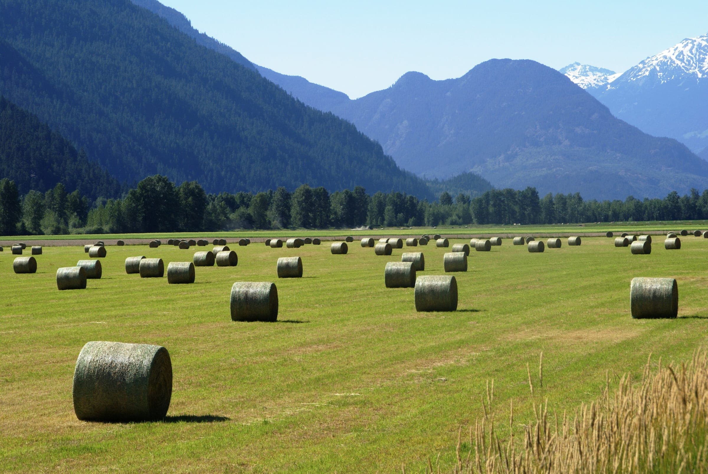 Round hay bales dot a green field in the Pemberton Valley below forested slopes and a snowy peak.