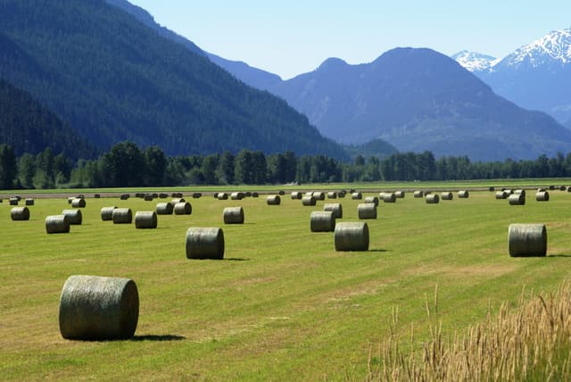 Round hay bales dot a green field in the Pemberton Valley below forested slopes and a snowy peak.