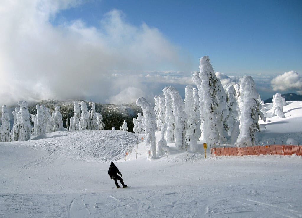 A snowboarder rides past rime-coated firs on a groomed Cypress Mountain run under a blue sky.