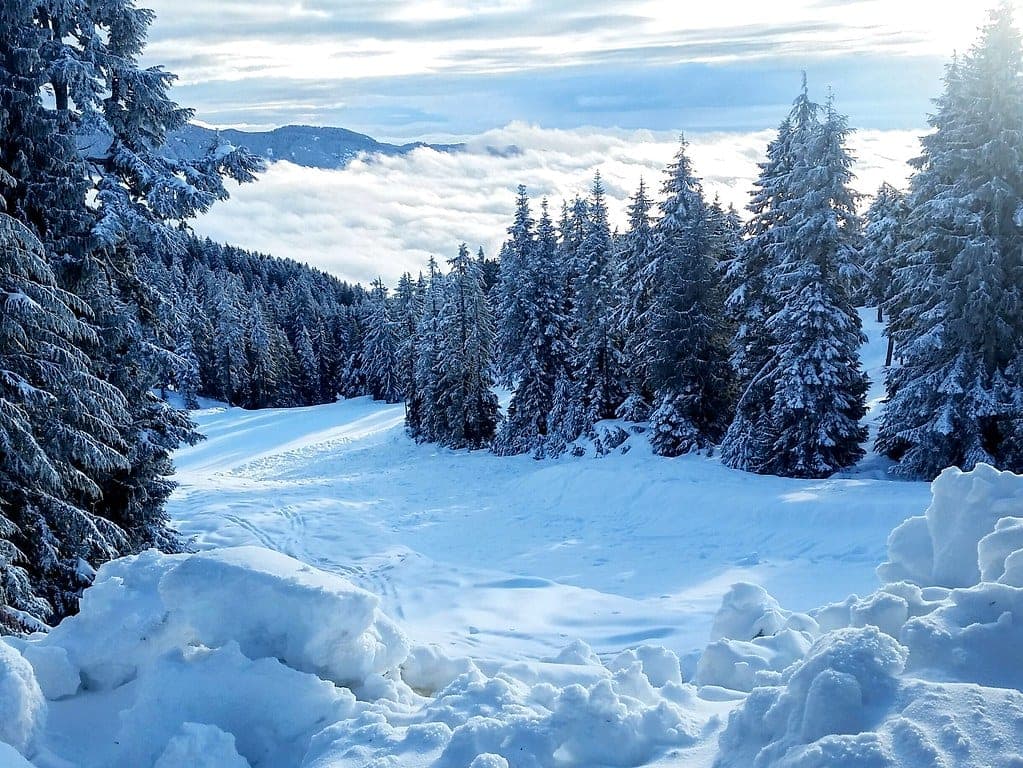 A snowy glade on Mount Seymour opens onto a sea of cloud with peaks rising beyond it.