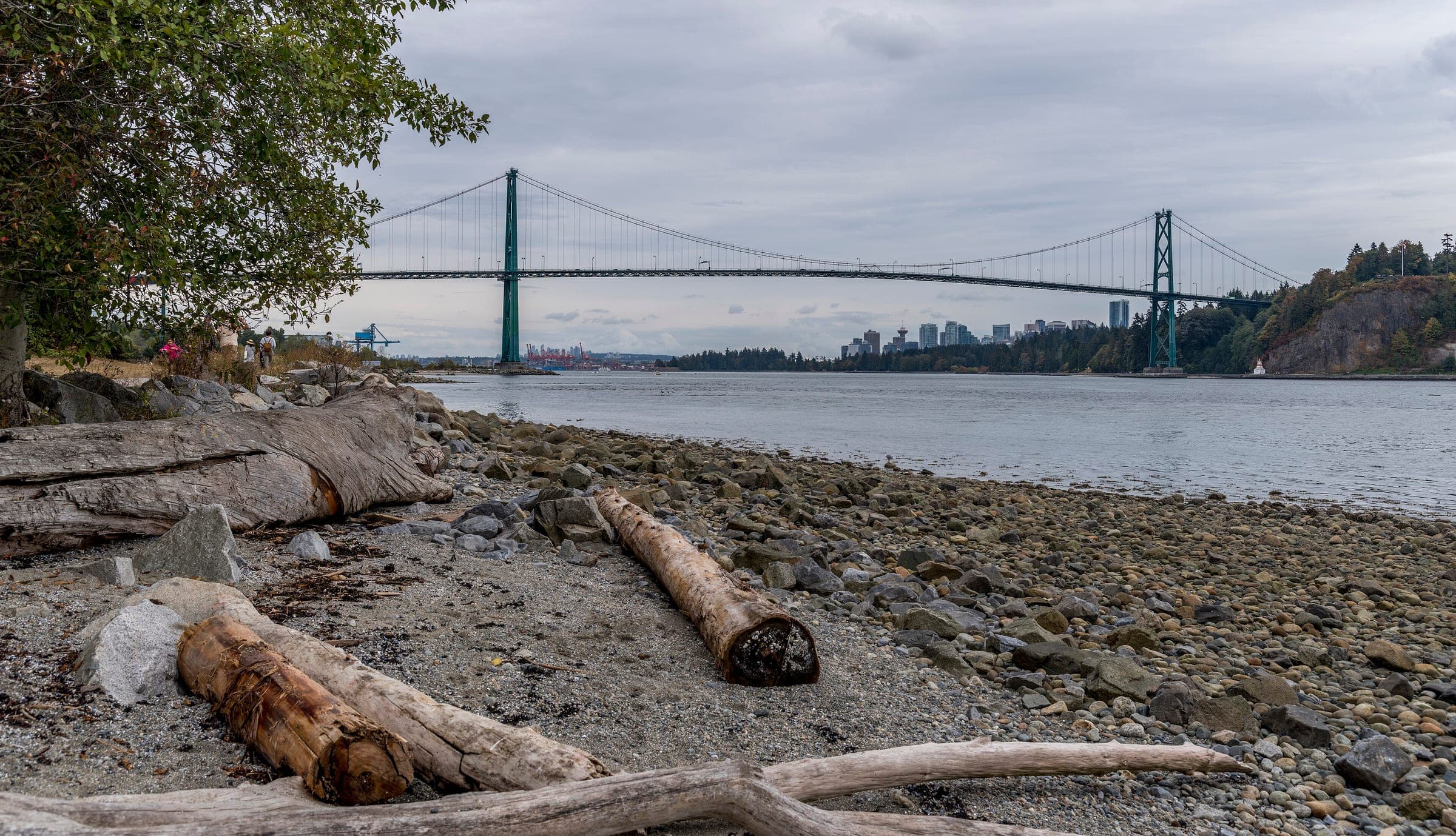 Driftwood lies on Ambleside Beach in West Vancouver with the Lions Gate Bridge across the water.
