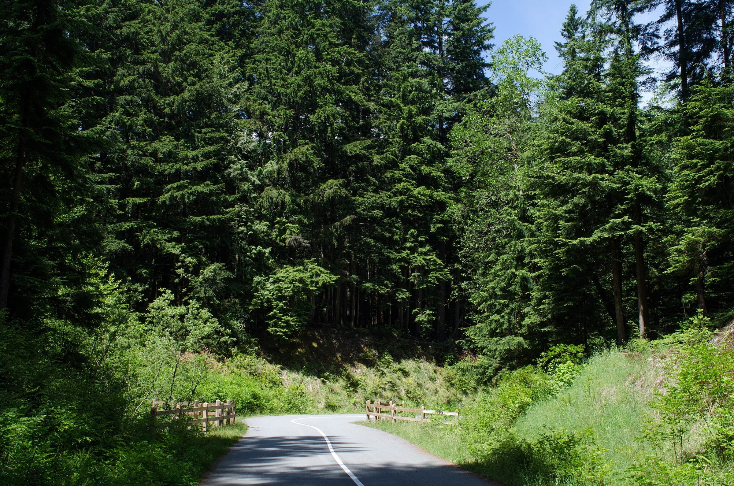 The paved Seymour Valley Trailway curves through second-growth forest in the Lower Seymour Conservation Reserve.