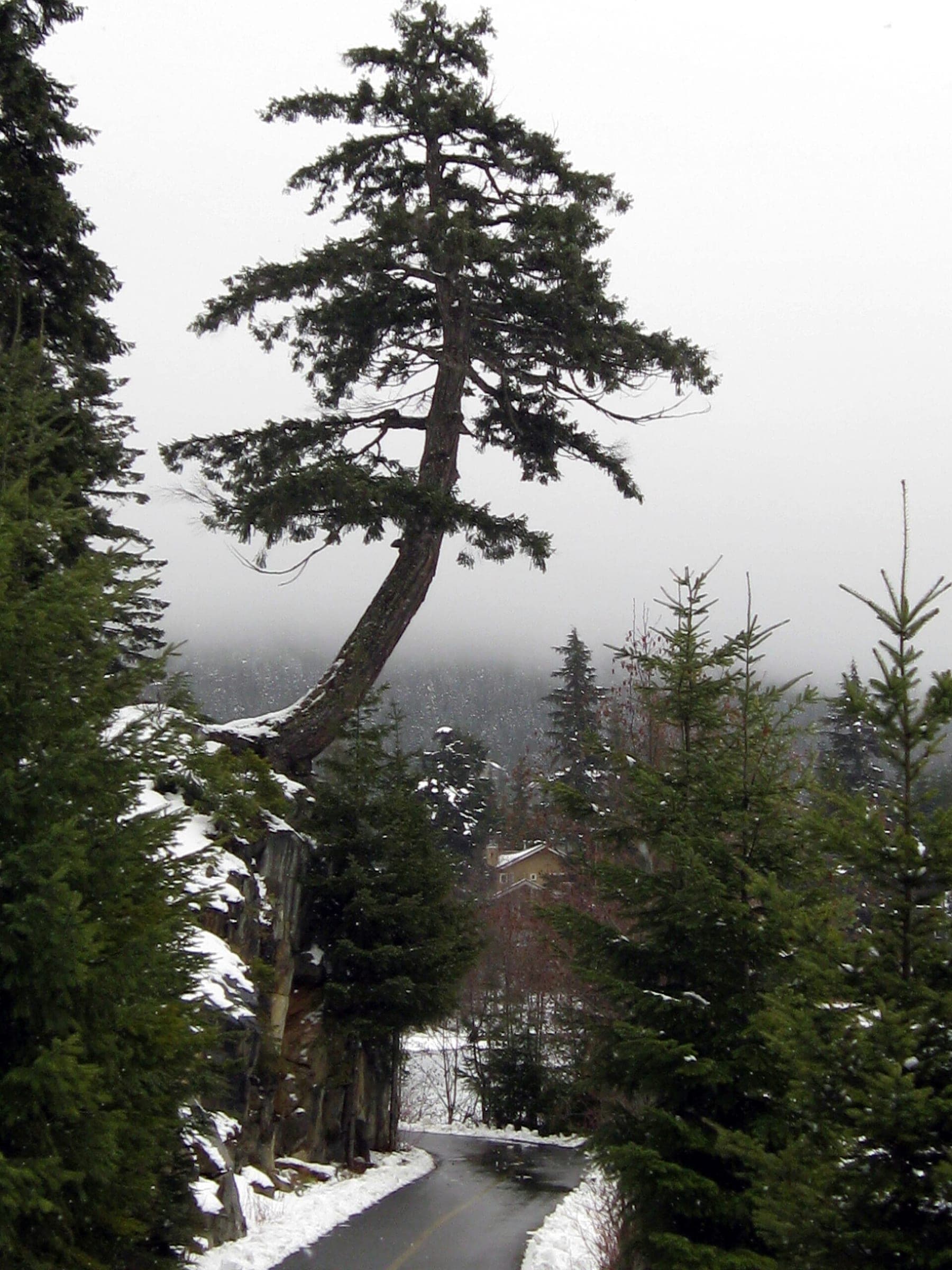 The Valley Trail curves past Nita Lake in Whistler under snow and a leaning fir on a misty March day.