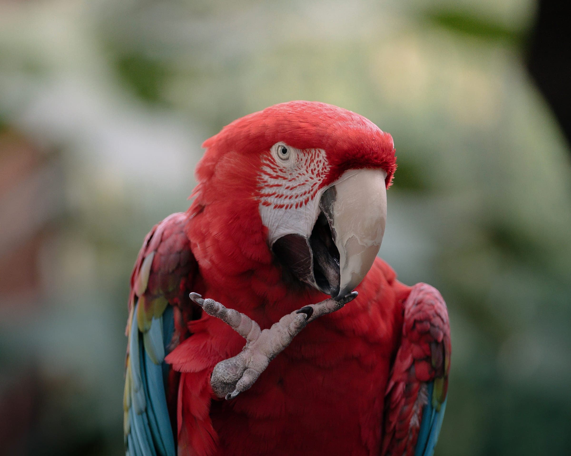 A red macaw lifts one foot to its beak inside the Bloedel Conservatory.
