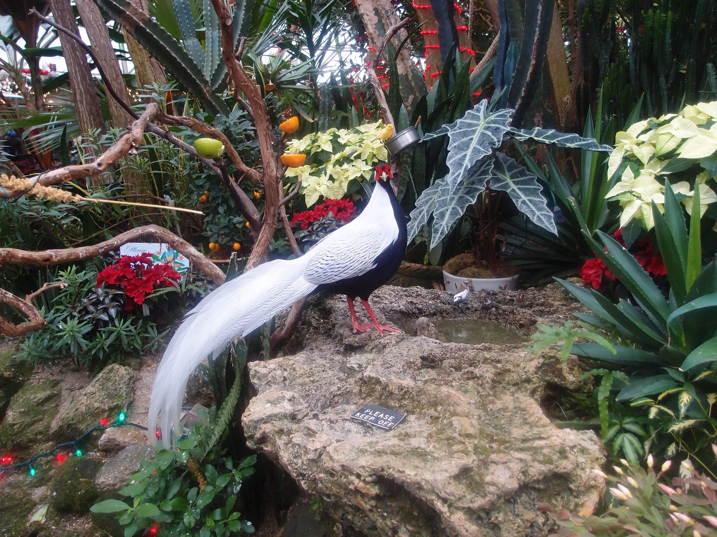 A silver pheasant stands on a rock among red poinsettias inside the Bloedel Conservatory in December.