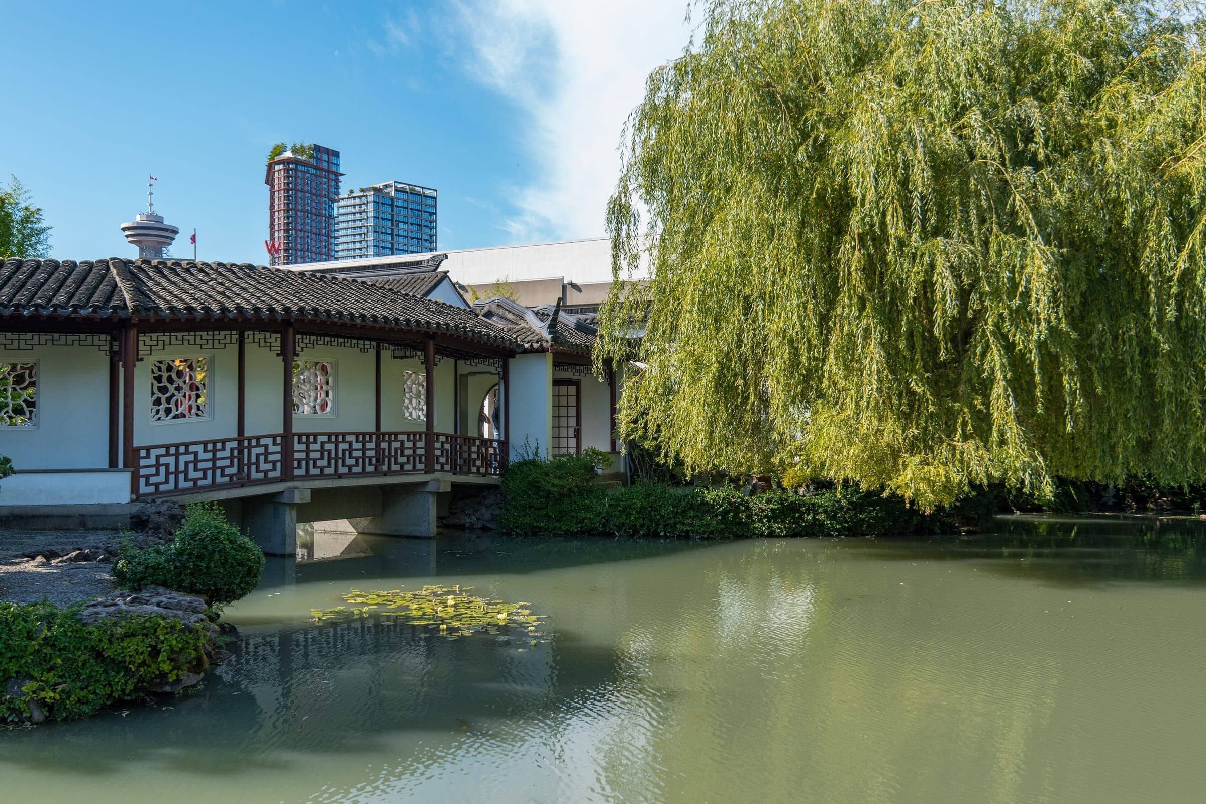 A weeping willow hangs over the pond beside the white walls and lattice of the Dr. Sun Yat-Sen garden in Chinatown.