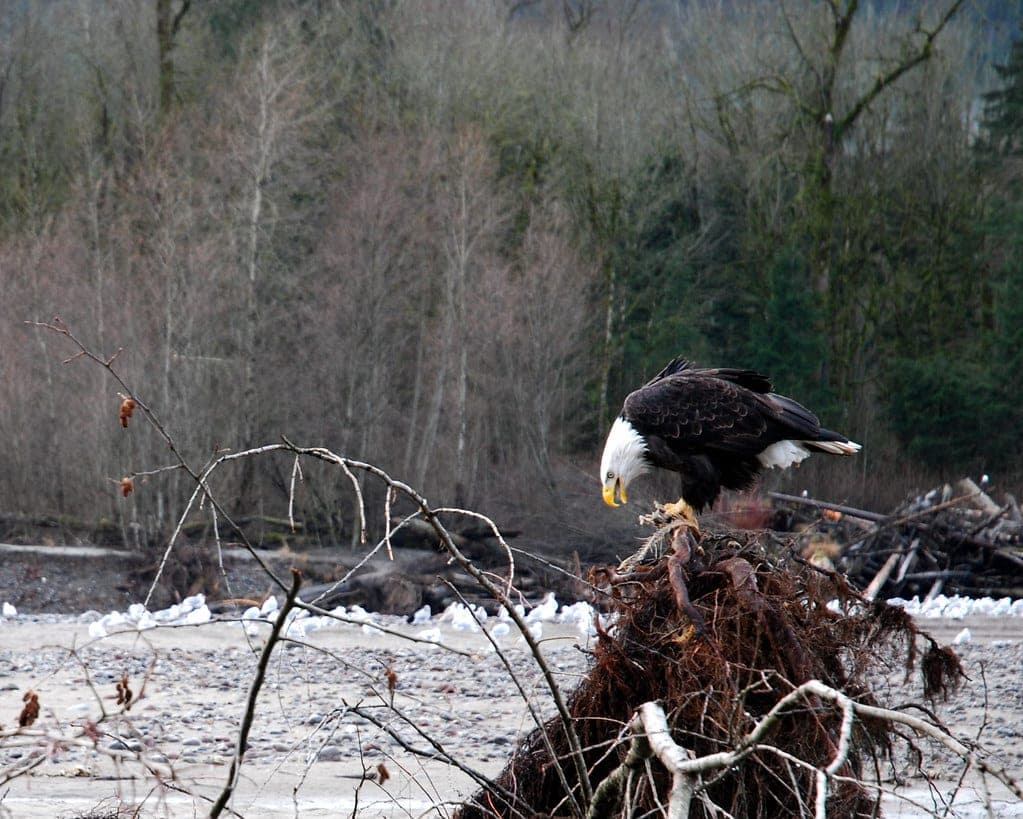 A bald eagle feeds on a salmon carcass atop a snag on the Squamish River at Brackendale.