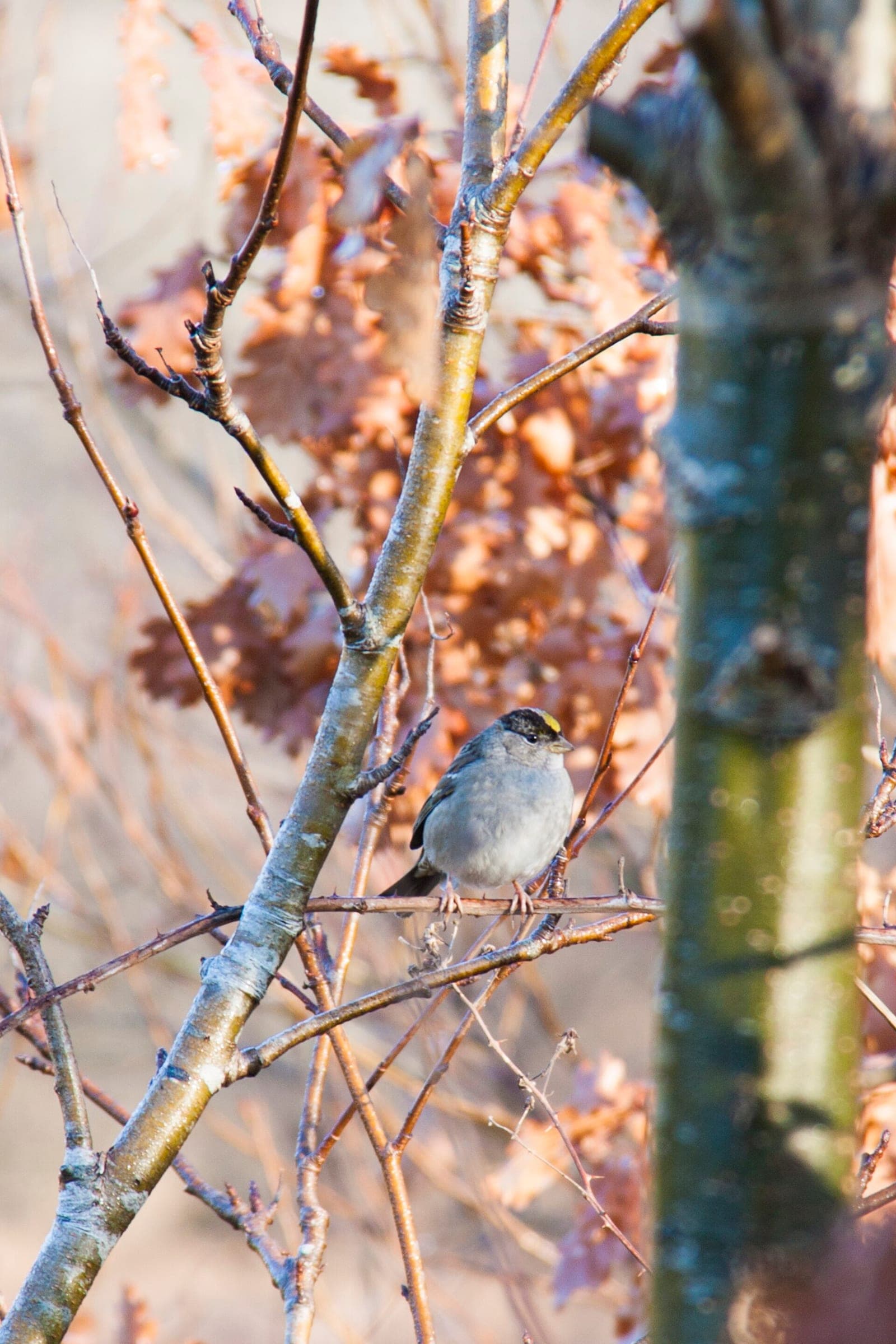 A golden-crowned sparrow perches among bare branches at Maplewood Flats in early spring.