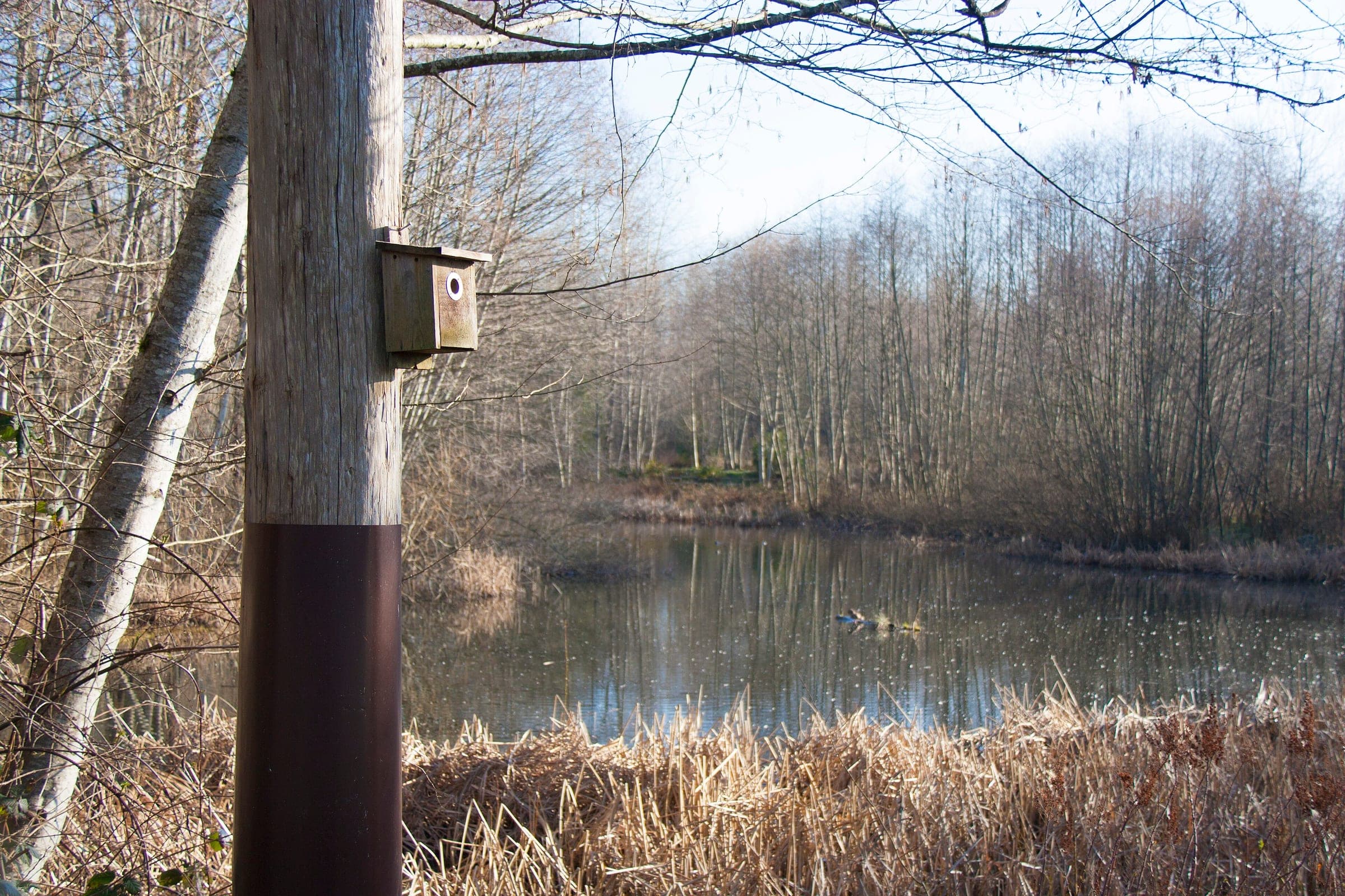 A purple martin nest box hangs on a post above the marsh at Maplewood Flats.