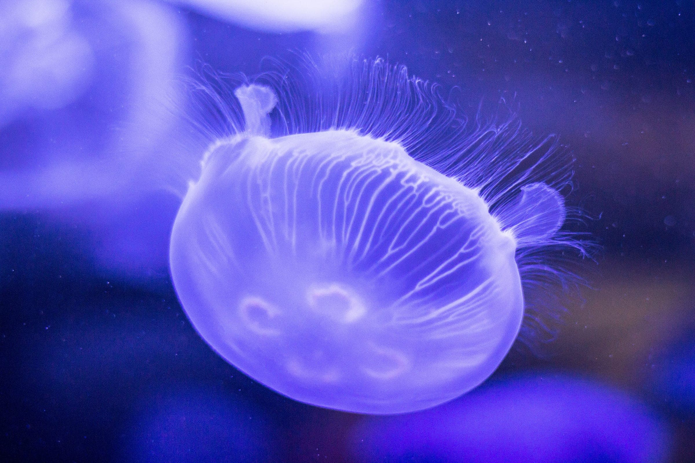 A moon jelly drifts through blue light in a tank at the Vancouver Aquarium in Stanley Park.