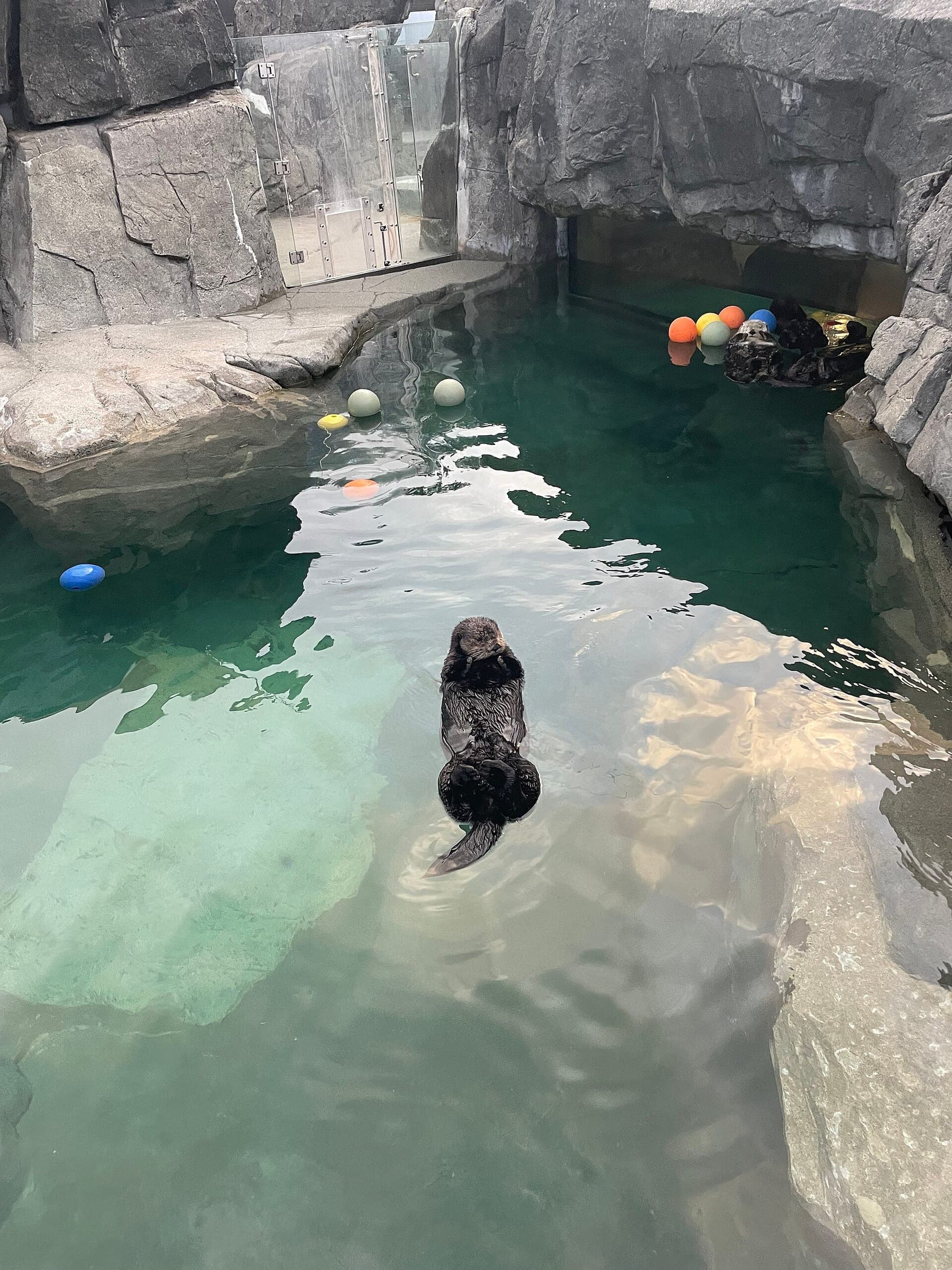A sea otter floats on its back in the rocky pool of the sea otter habitat at the Vancouver Aquarium.