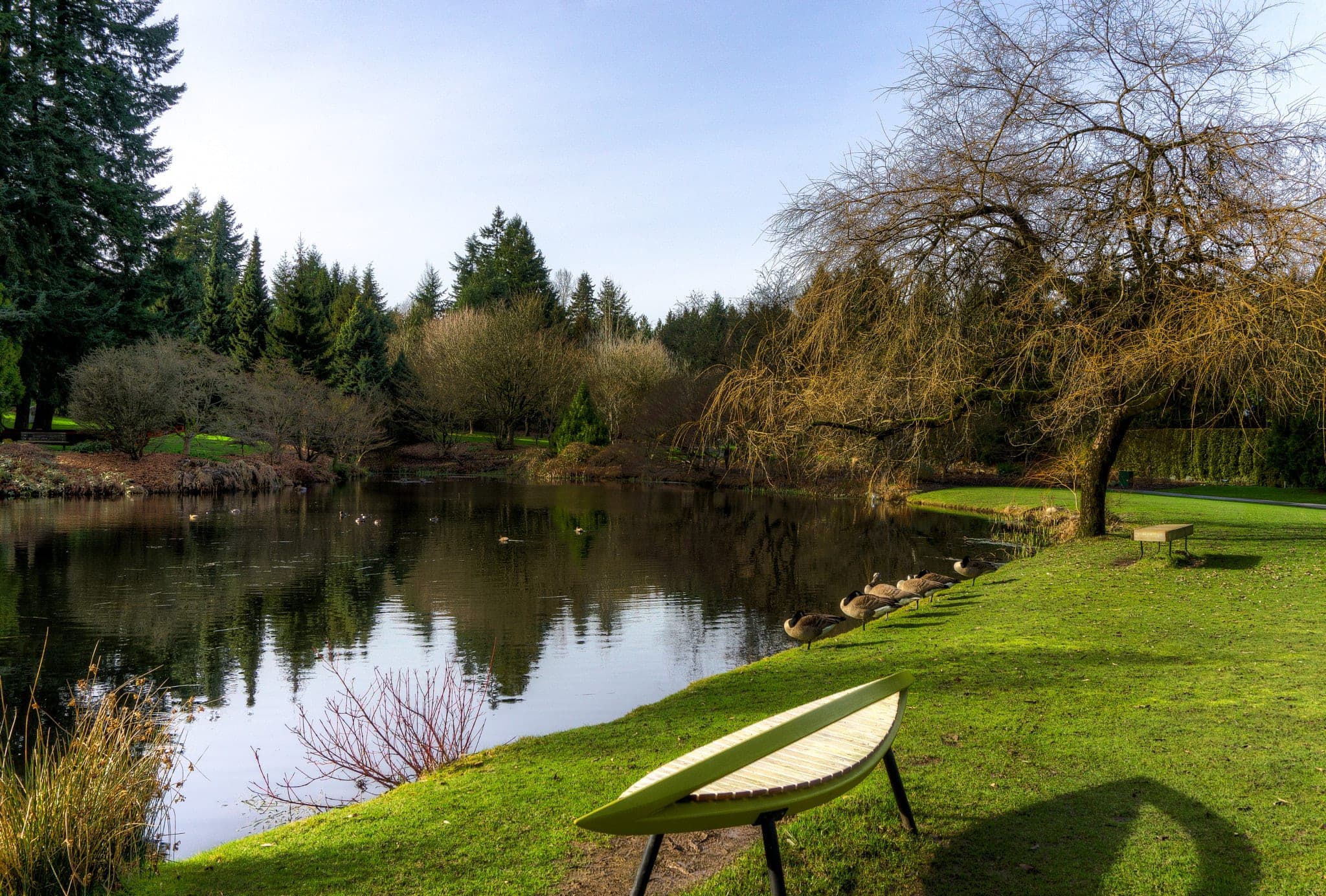 A curved bench faces the lake and a bare willow at VanDusen Botanical Garden in early spring.