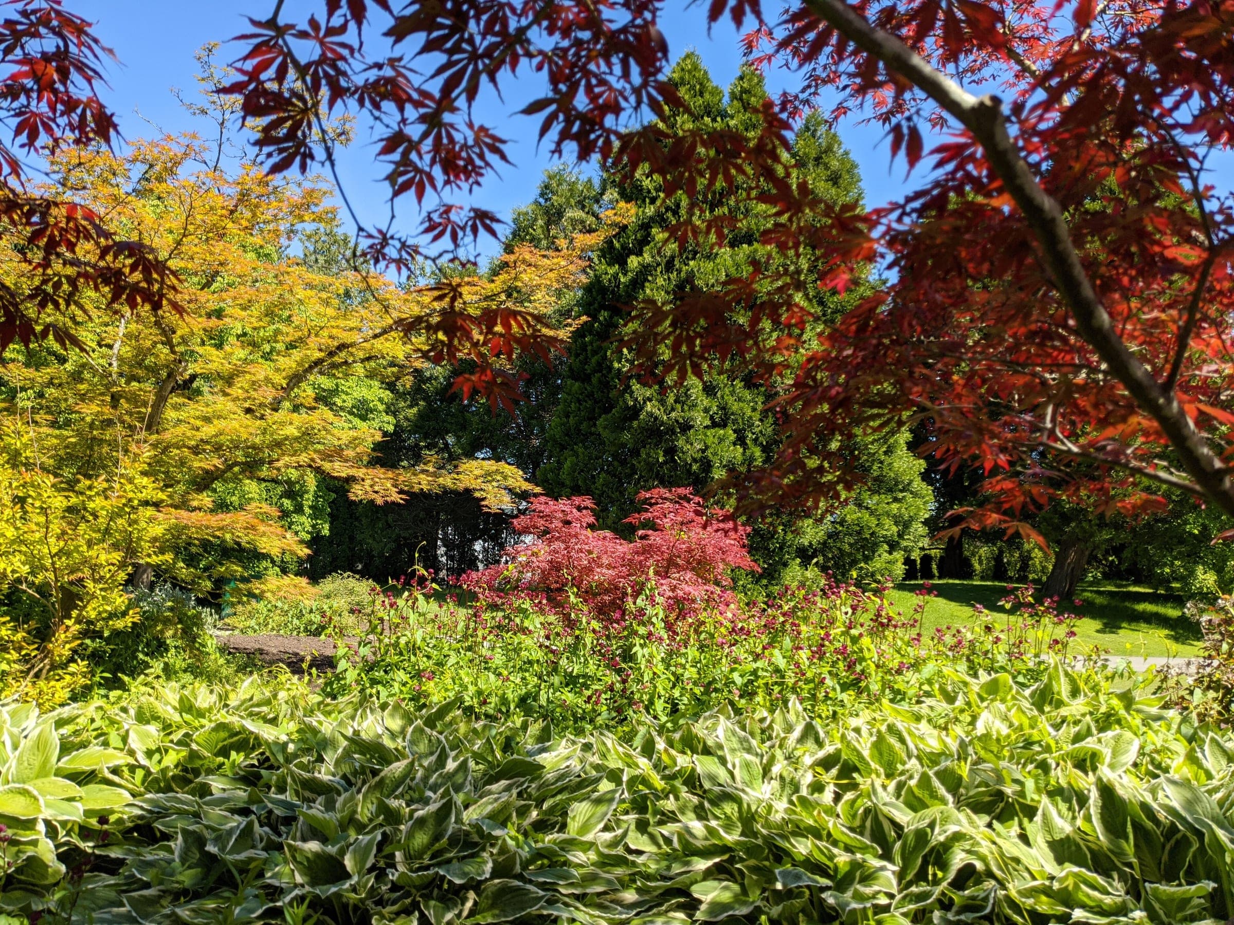 Red and gold Japanese maples arch over hostas at VanDusen Botanical Garden.