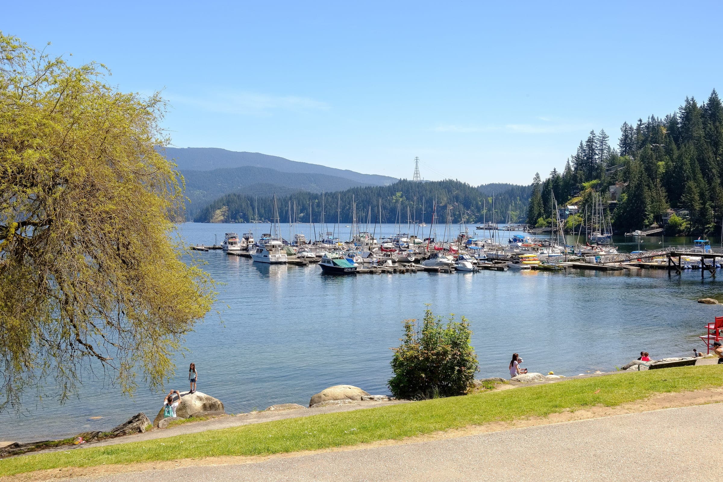 A willow leans over the Deep Cove shoreline as boats crowd the marina across the calm water.