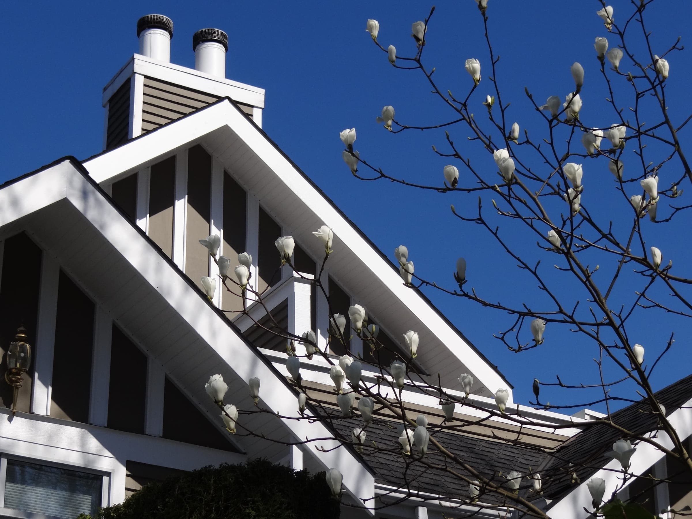 A magnolia blooms in front of the steep white gables of a Kitsilano house under a deep blue March sky.