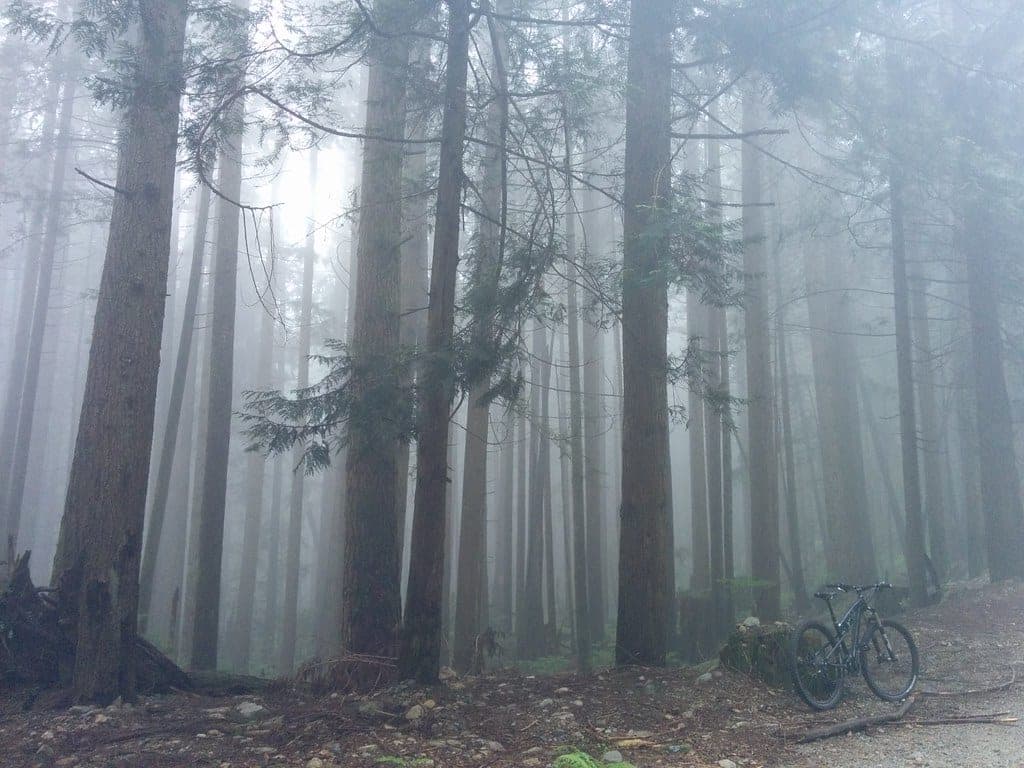 A mountain bike leans by the trail in fog-filled second-growth forest on Mount Fromme.