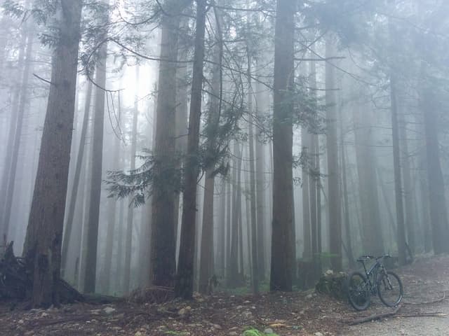 A mountain bike leans by the trail in fog-filled second-growth forest on Mount Fromme.