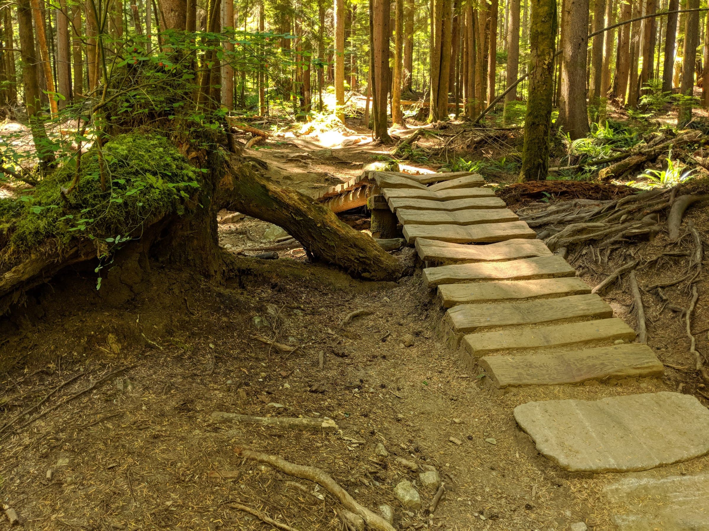A stepped wooden boardwalk climbs past a fallen log on the Upper Griffen trail on Mount Fromme.