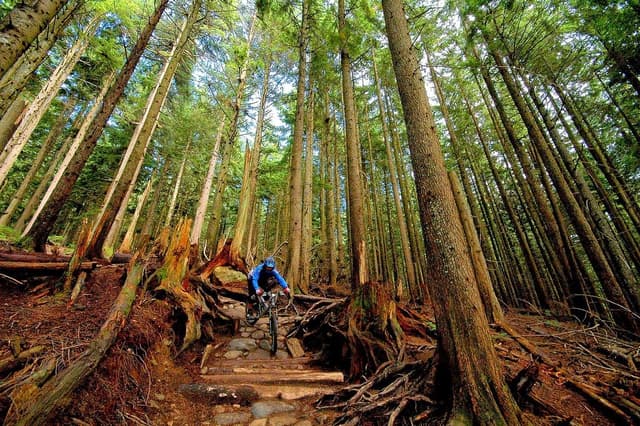 A rider drops down rock steps between old stumps under tall firs on the CBC trail on Mount Seymour.