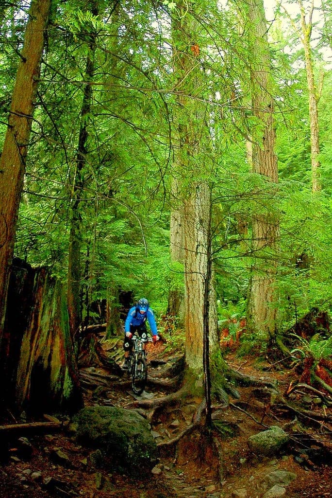 A rider picks a line through roots and cedar on the Pangor trail on Mount Seymour.