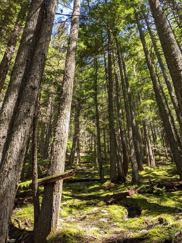 Sun lights a mossy floor between tall firs on the lower slopes of Mount Sproatt above Whistler.