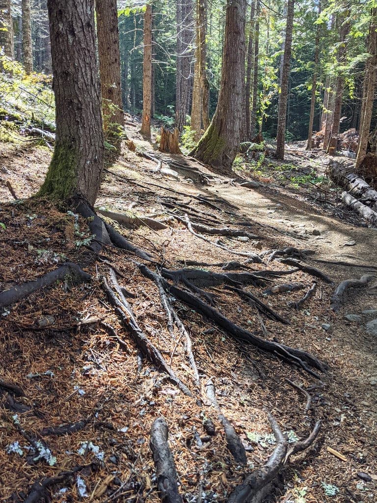 Sunlit roots spread across the AM/PM bike trail in the forest of the Cheakamus valley at Whistler.