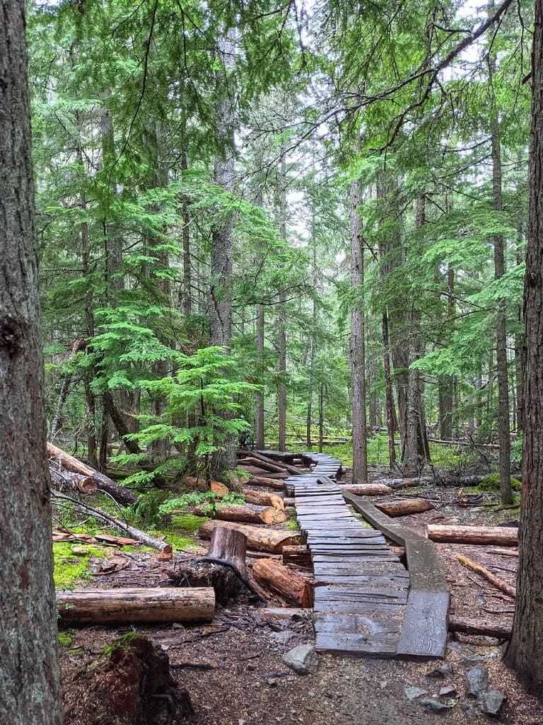 A raised North Shore-style wooden bridge runs through cedar forest on a bike trail in Lost Lake Park, Whistler.