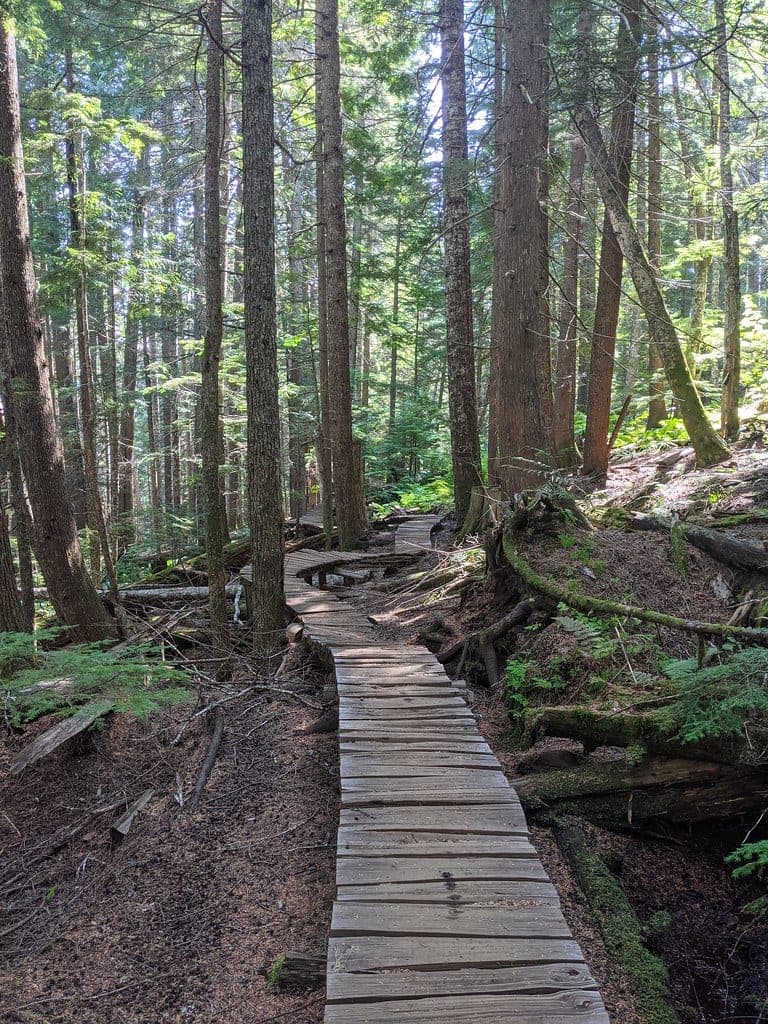 A long plank boardwalk winds between cedars on the A River Runs Through It trail on Whistler's west side.
