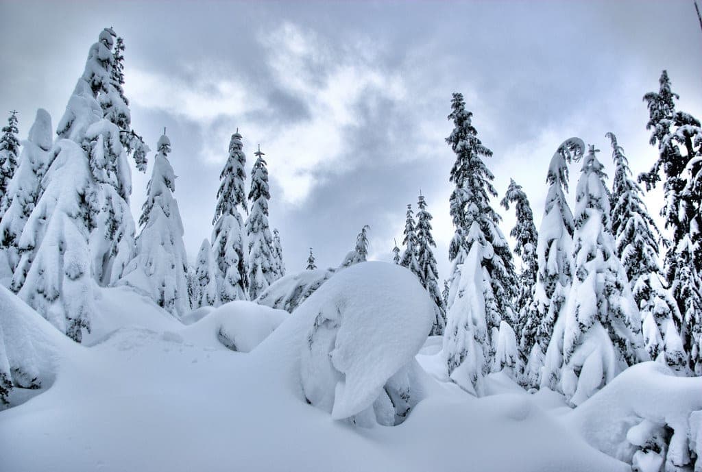 Deep snow buries the subalpine firs on the Black Mountain plateau in Cypress Provincial Park.