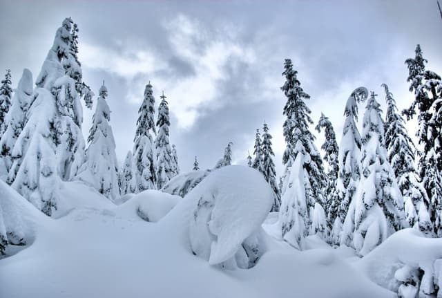Deep snow buries the subalpine firs on the Black Mountain plateau in Cypress Provincial Park.