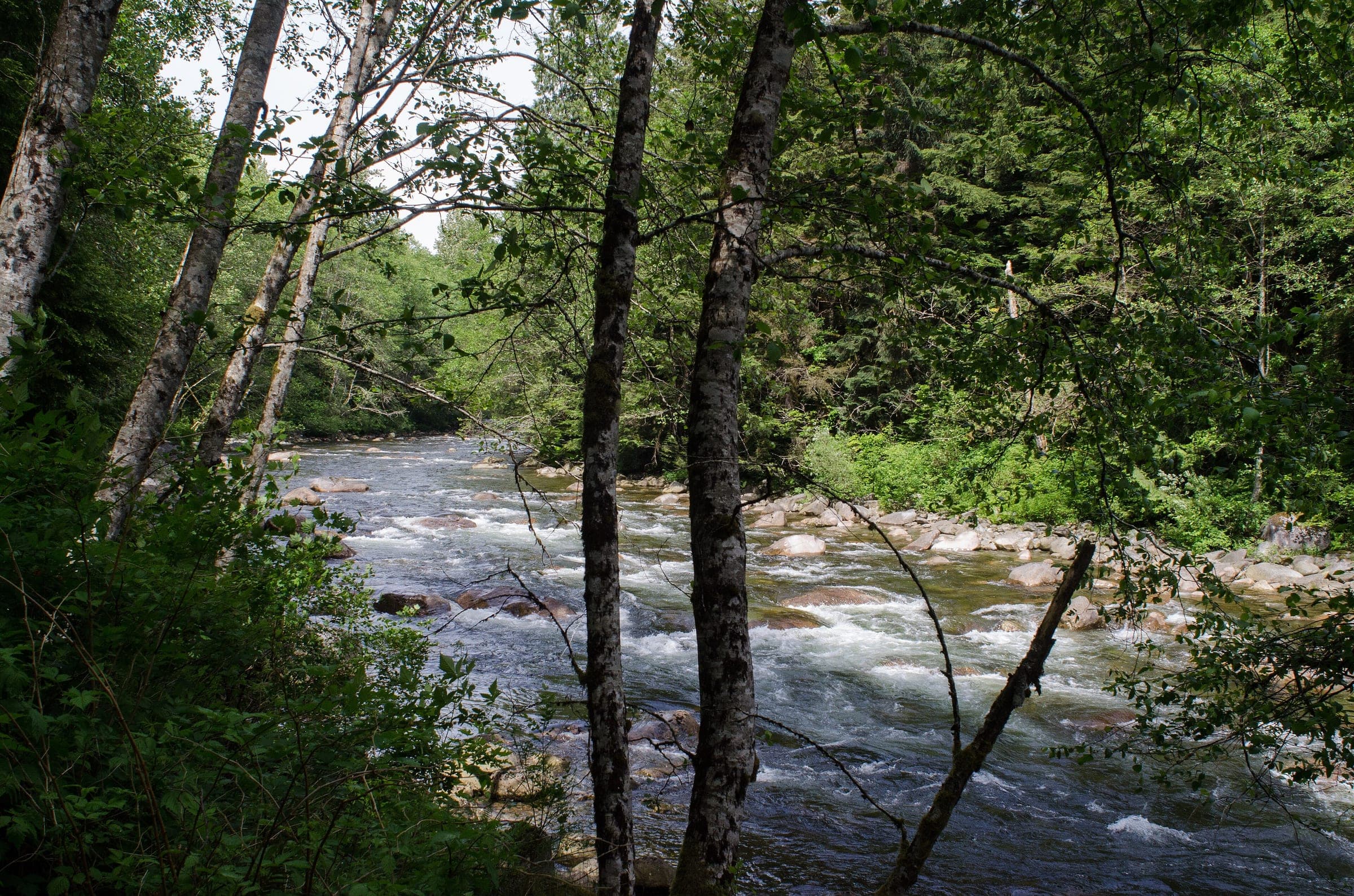 The Seymour River runs fast over boulders beside Fisherman's Trail in the Lower Seymour Conservation Reserve.