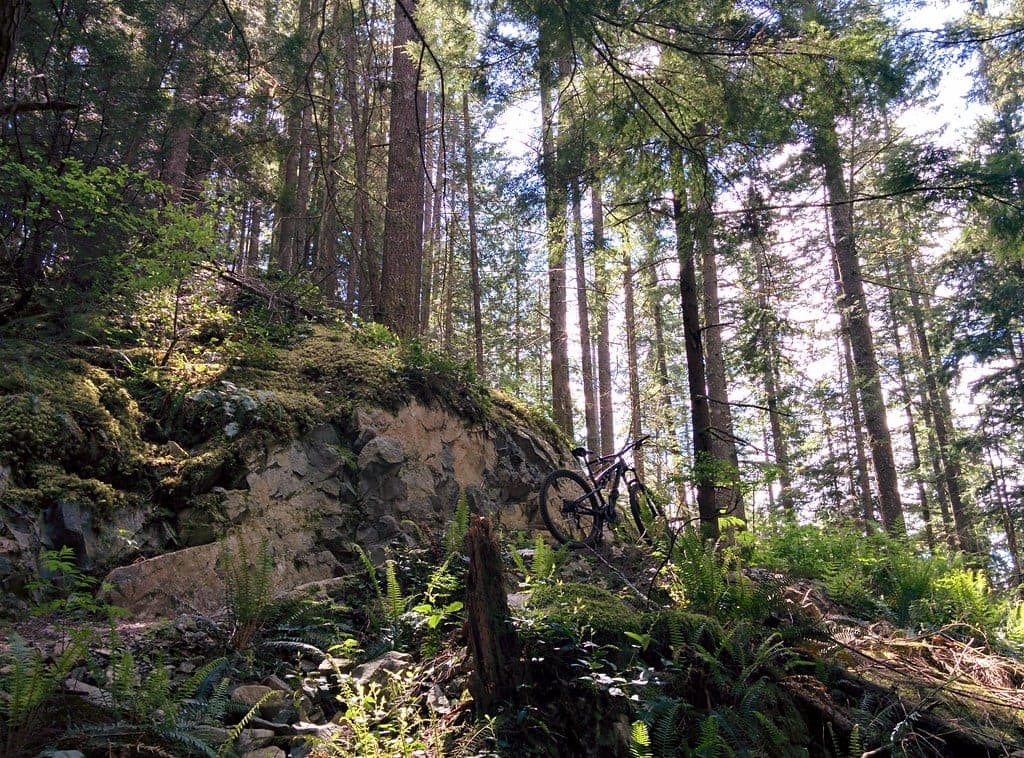 A mountain bike leans against a mossy rock ledge among tall trees on Richard Juryn in Lower Seymour.