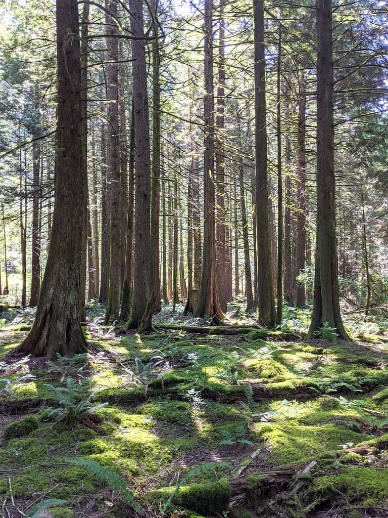 Sun falls through cedars onto a mossy, fern-covered floor along the Wonderland trail near Alice Lake in Squamish.