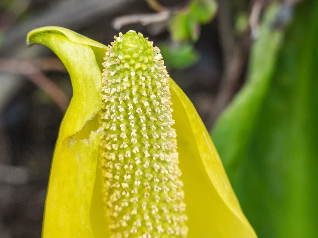 A yellow skunk cabbage flowers in the bog beside the Yew Lake Trail at Cypress in May.